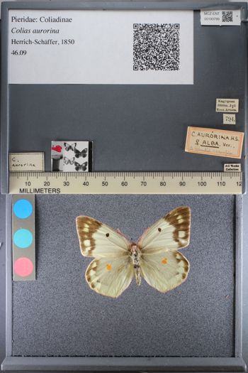 Media type: image;   Entomology 193799